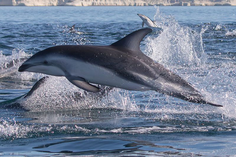 AVENTURA CON DELFINES EN PUERTO MADRYN