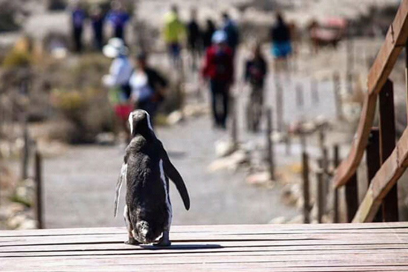 PUNTA TOMBO PARA CRUCERISTAS